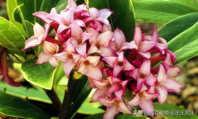 金边瑞香叶子干枯怎么剪枝,金边瑞香叶子耷拉怎么办呢