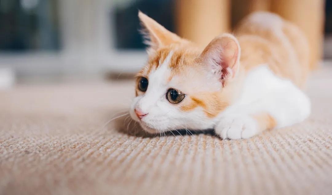 找领养新成员|你好呀，铲屎官