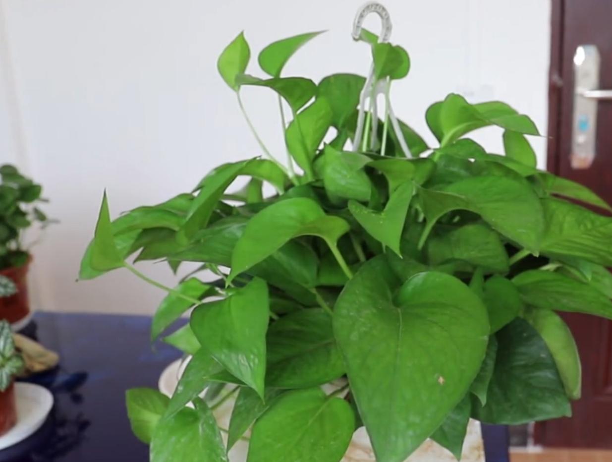 水培绿萝的养殖方法和禁忌,办公室水培绿萝多久换一次水