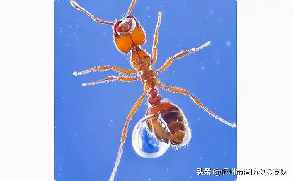 食人蚁袭击人类,一口气看完食人蚁袭击人类