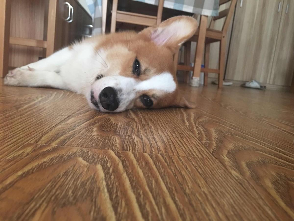 狗狗在家就能遛不能出去遛,几个月的狗狗可以在冬天遛狗