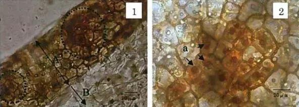 葡萄长锈斑怎么回事,怎样才能防止葡萄烂果