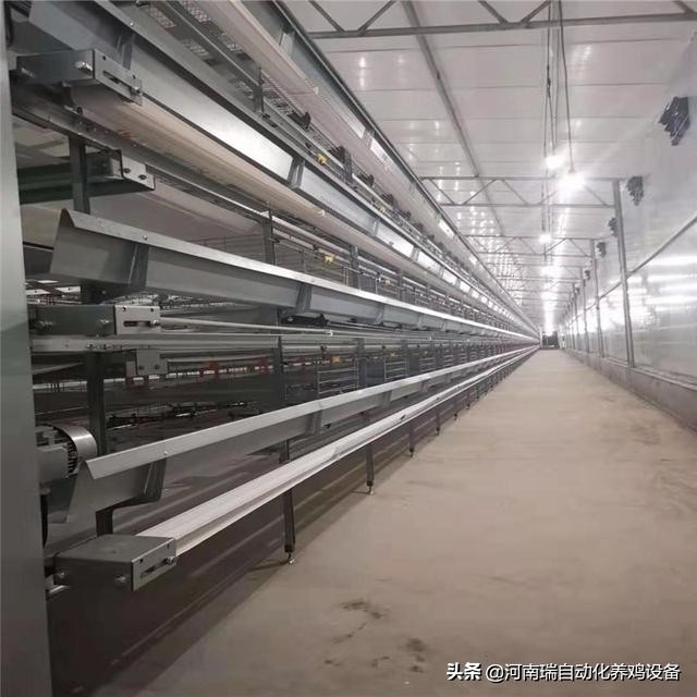 光照在蛋鸡养殖中的重要应用,光照对蛋鸡的作用原理图片