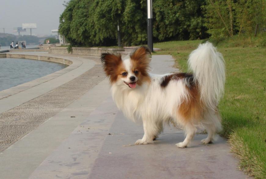 养狗首选的3种狗既便宜又好养,新手养狗选择哪种狗便宜又好