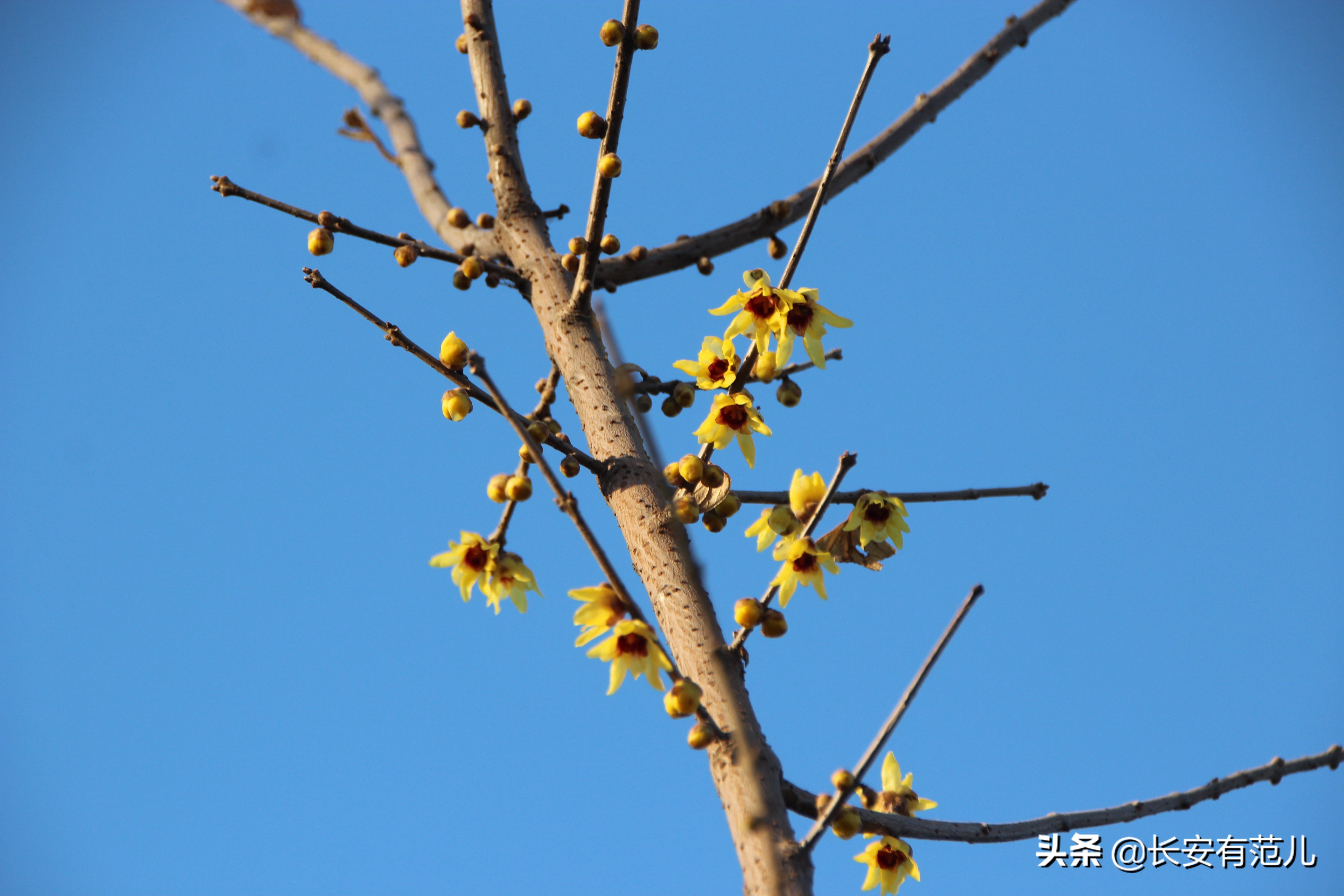蜡梅和梅花的区别图,蜡梅和梅花的生长环境有何区别