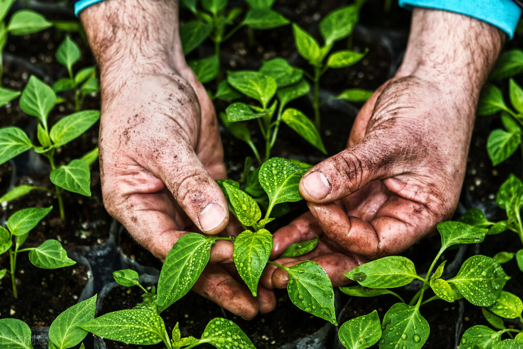 辣椒定植15天后茎基部发紫,关于露地辣椒定植的有效管理方法