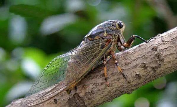散文诗夏日的蝉,初夏与蝉经典散文