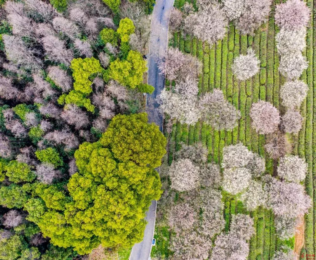 武汉免费一日游打卡,武汉旅游必去打卡十大景点