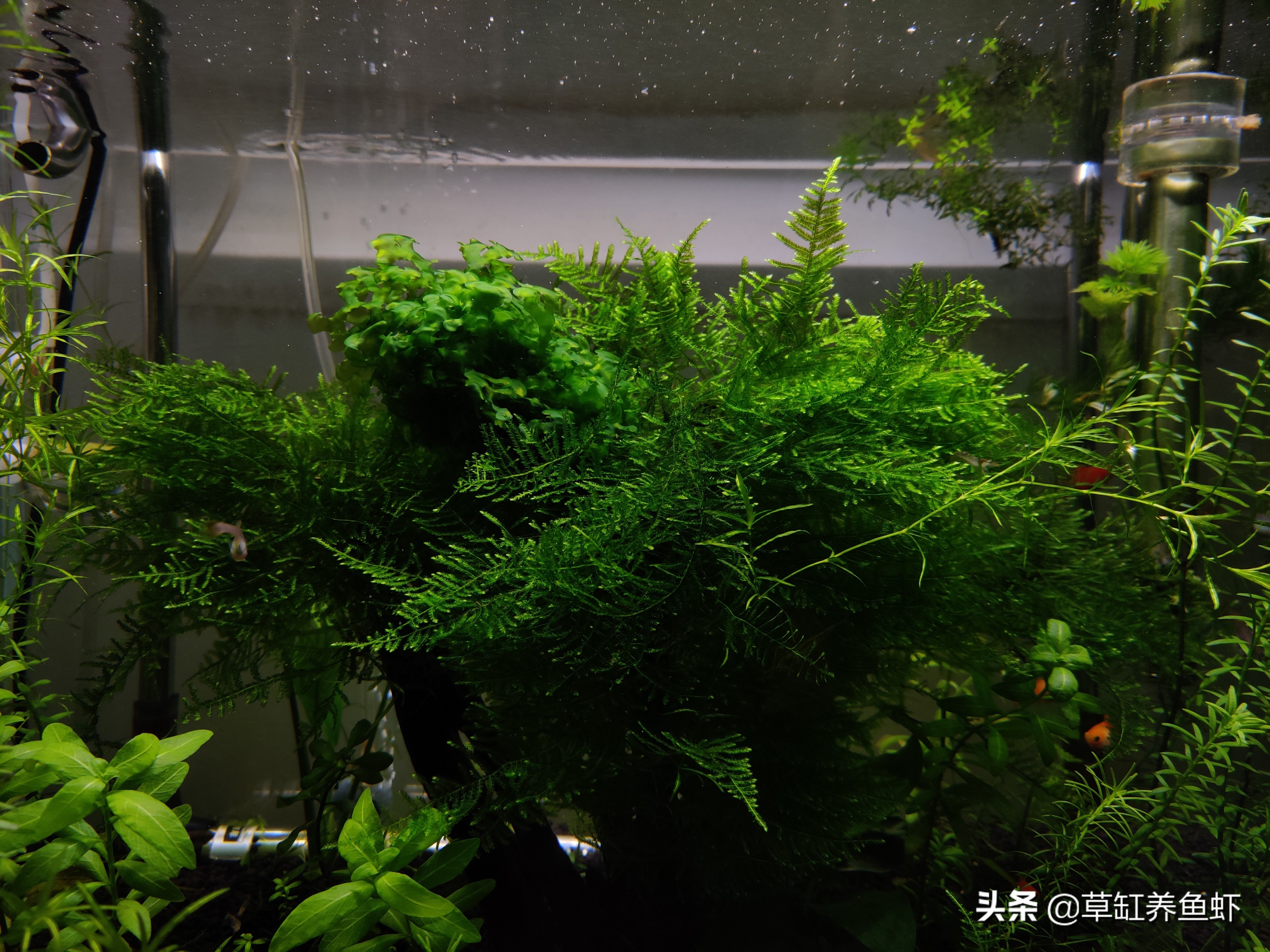 杜鹃根做莫斯树时间长会腐烂吗,莫斯树造景用沉木还是杜鹃根