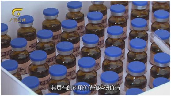 鳄之宝,广西卫视12点探秘节目