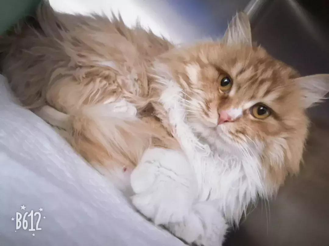 给它们一个家|线上宠物领养日,201903102