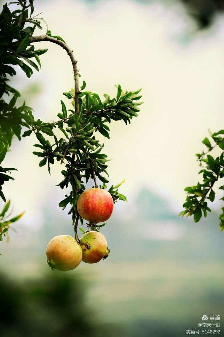 石榴一般几月份熟,石榴怎么判断熟了