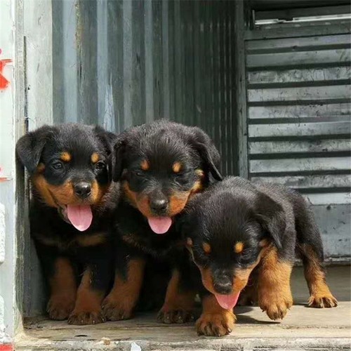 罗威纳fci,罗威纳的性格与智商