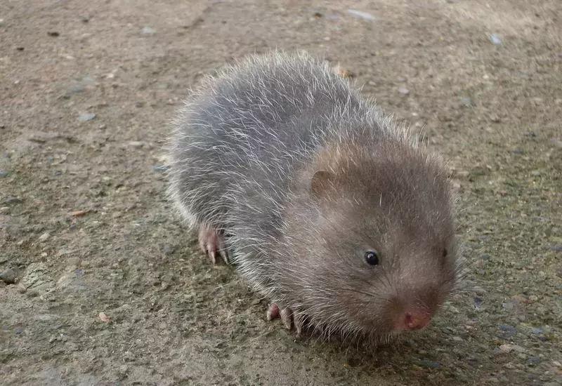 孕妇怀孕八个月吸烟对胎儿的影响,早期孕妇吸烟的危害