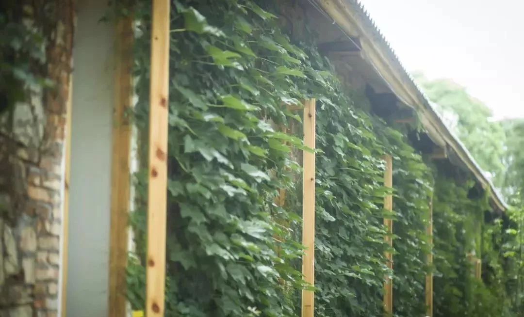 农村80后小两口,80后夫妻住进深山