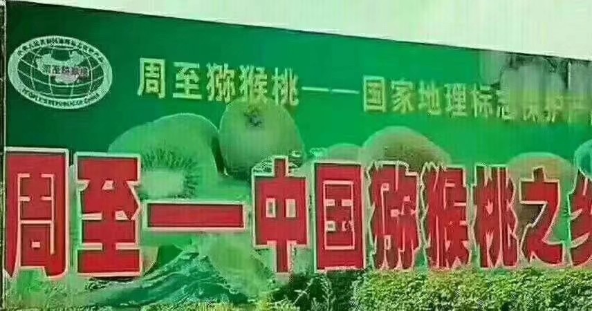 陕西秦岭的毛桃,秦岭毛毛桃在哪里