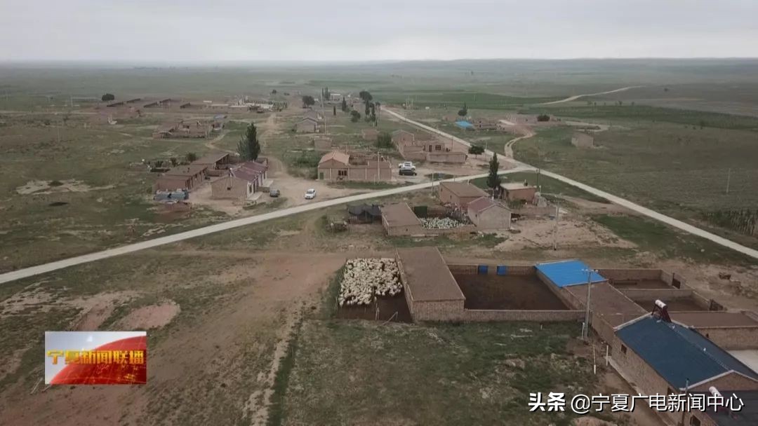 盐池滩羊市场行情,盐池滩羊价格最新行情