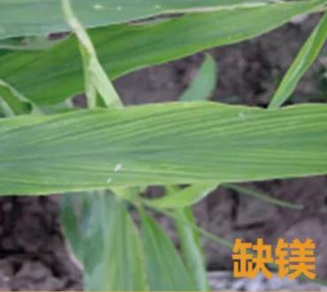 大姜病虫害都用什么药,潍坊大姜病虫害的防治