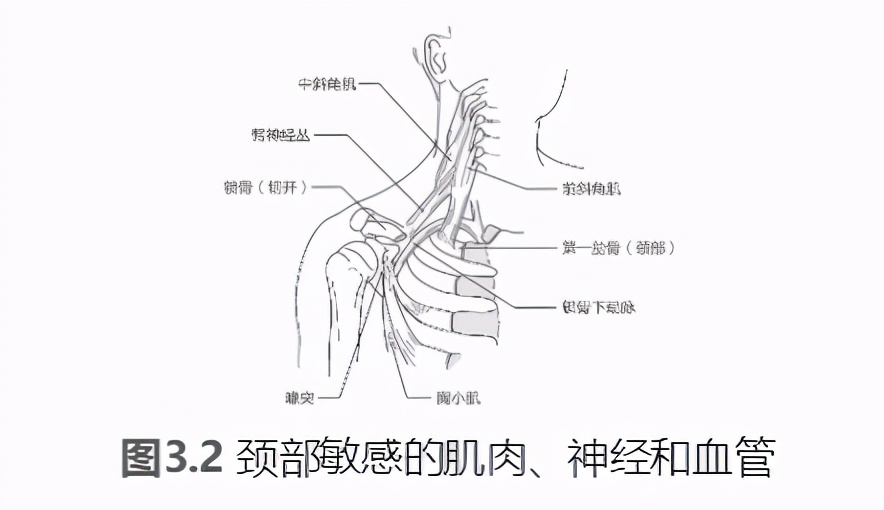 泡沫轴滚腿的好处,泡沫轴滚压训练