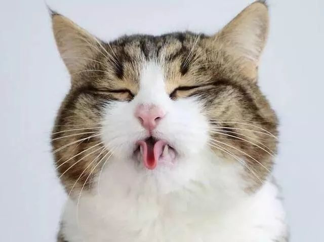 猫咪中暑四大症状预防中暑小妙招,夏天热怎么防止猫咪中暑