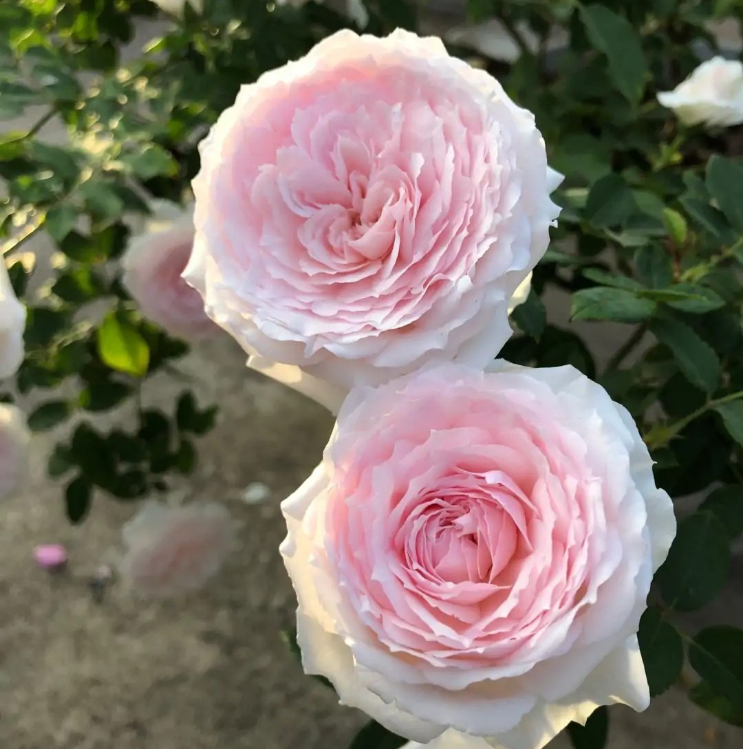 100种月季经典品种,100种经典月季品种