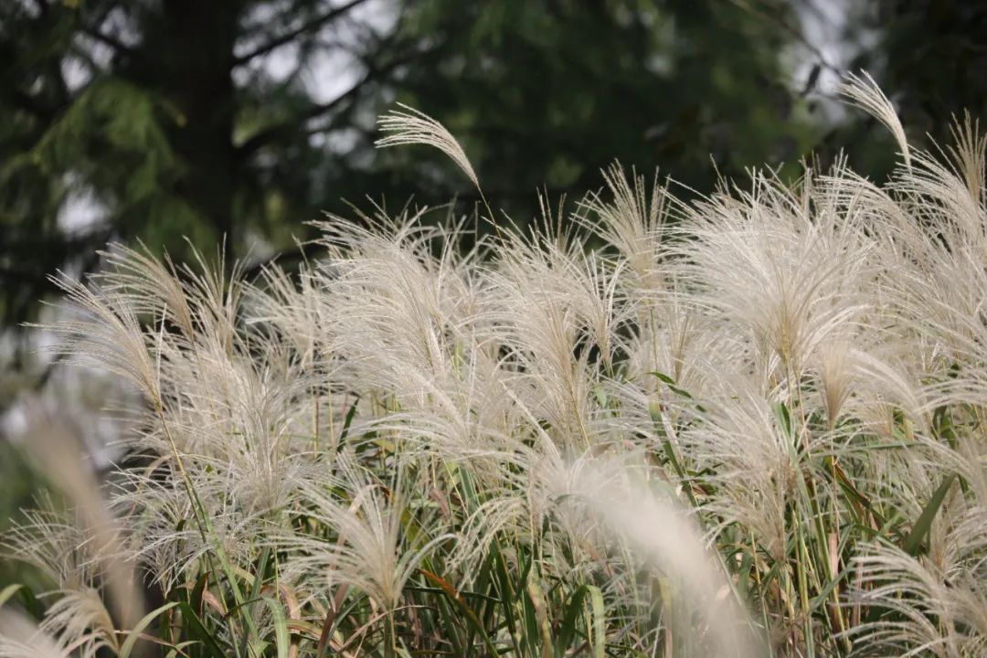 杭州的秋天随处可见都是美景,杭州西溪湿地美成调色盘
