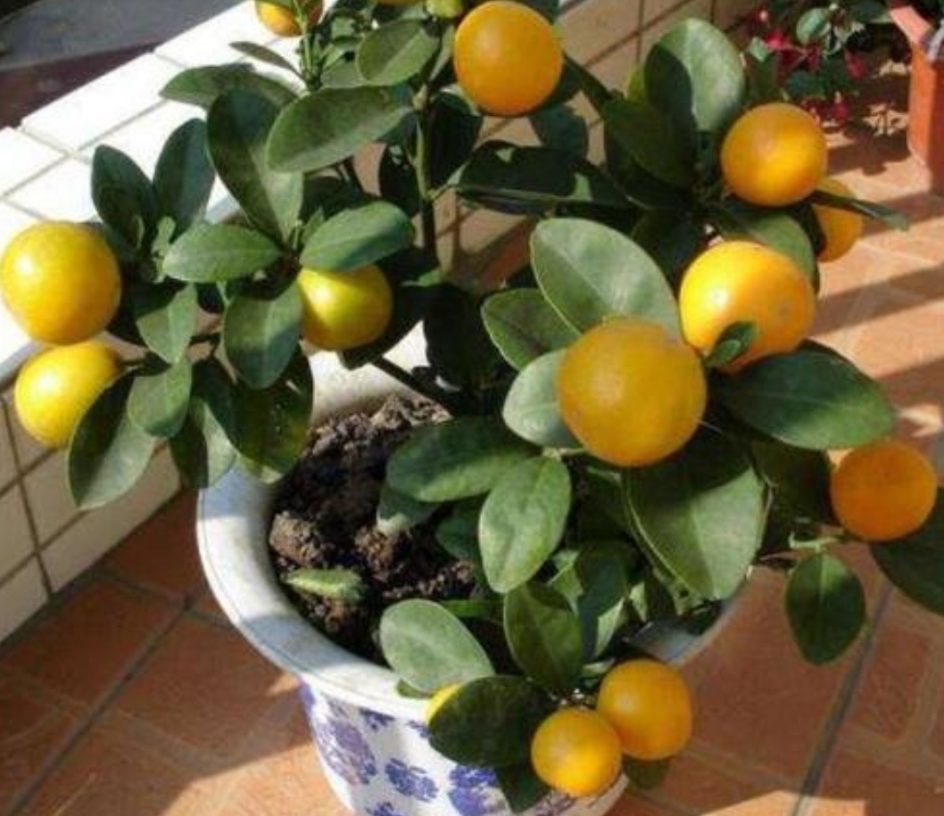 家庭养金桔施什么肥料,家庭养金桔的正确方法