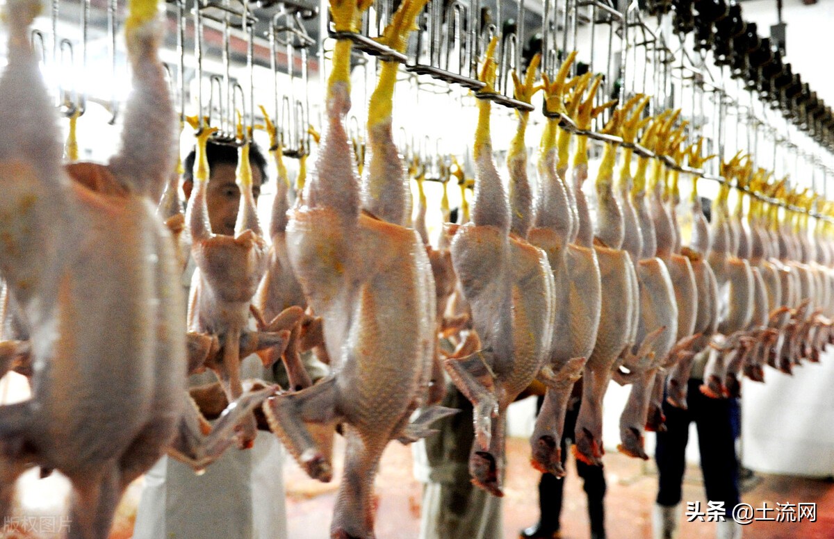 开个杀猪屠宰场要办什么证,办个杀鸡屠宰场什么手续