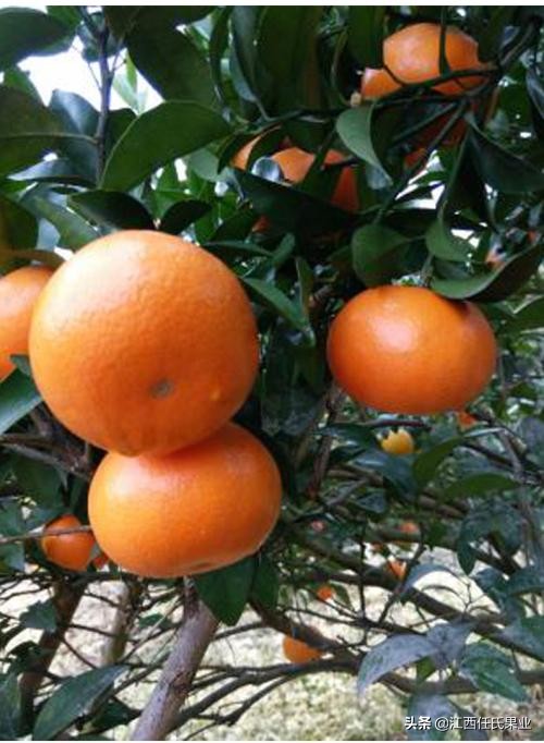 柑橘卷叶黄叶怎么办,柑橘晚秋梢怎么修剪