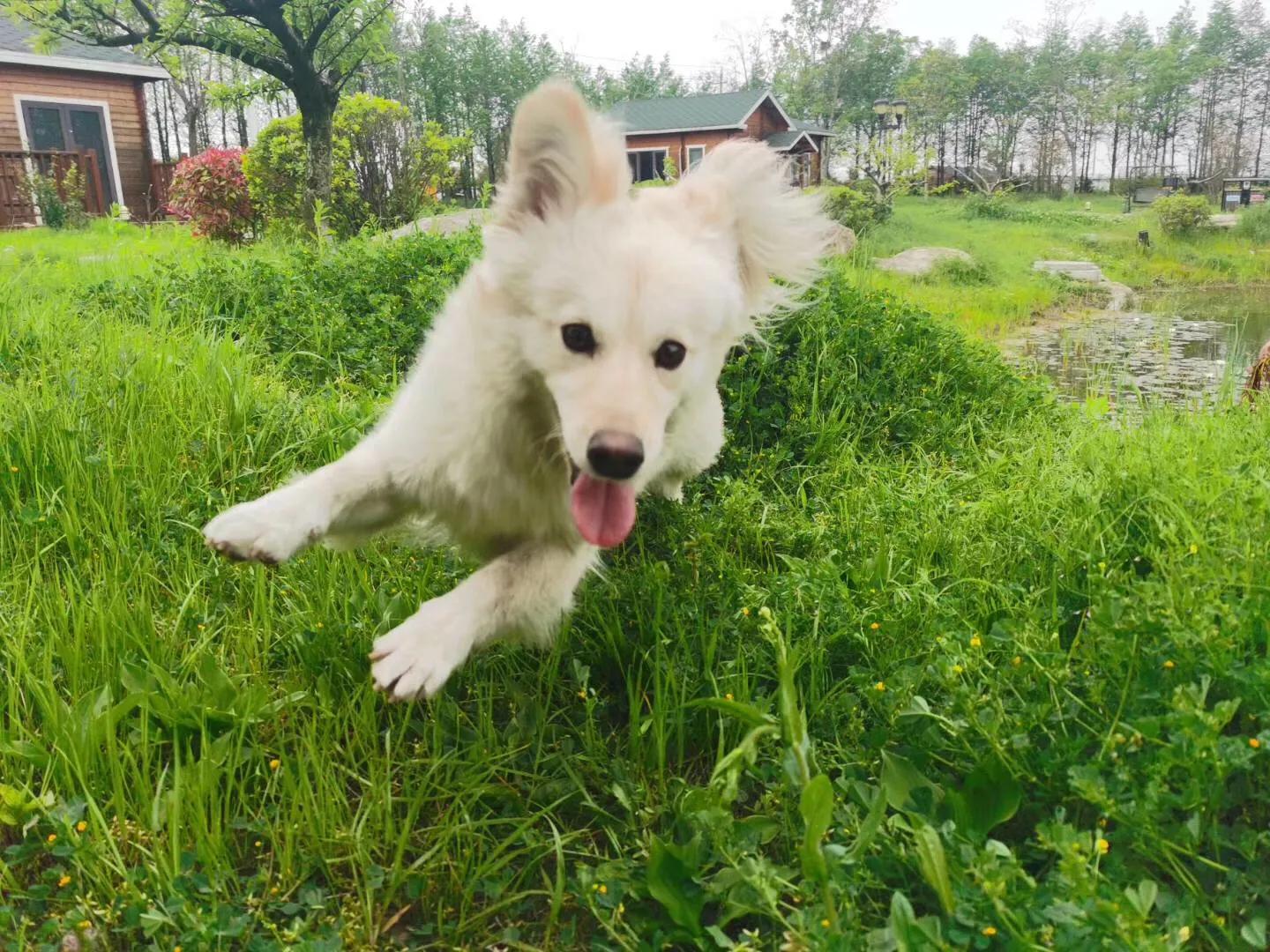 扬州小隐庄园,扬州古城区小院