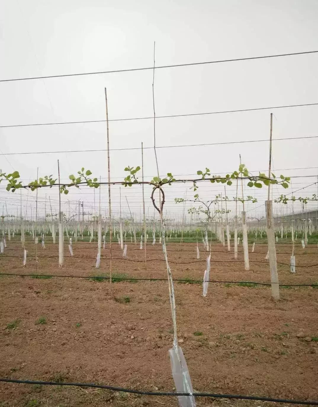 丰产树形与简易修剪法,一杆两蔓树形