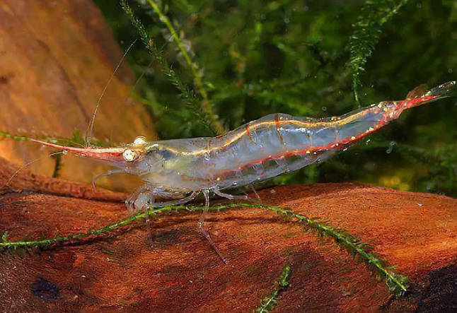 观赏虾适合新手养的虾类品种,观赏虾最好养的是什么品种