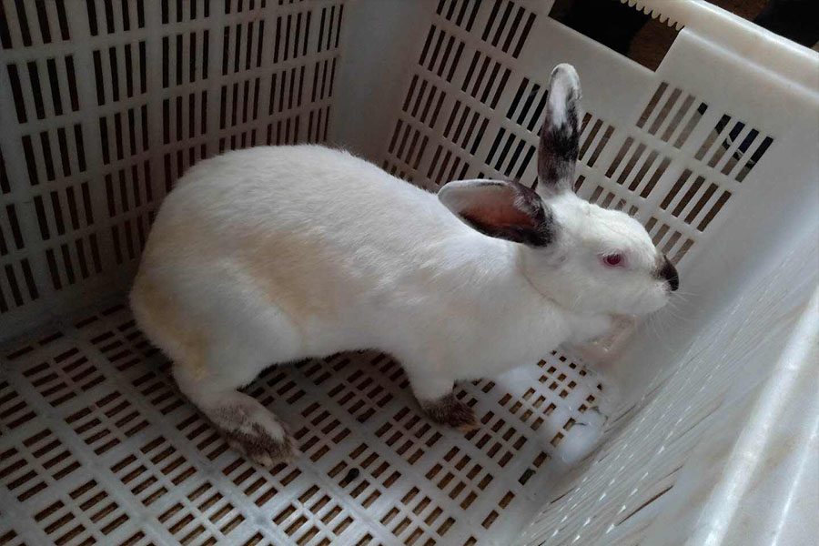 兔子每天喂多少饲料合适,兔子怎么喂不容易出毛病