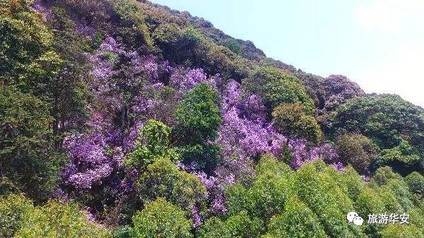 春风十里不如你,我在华安等着您