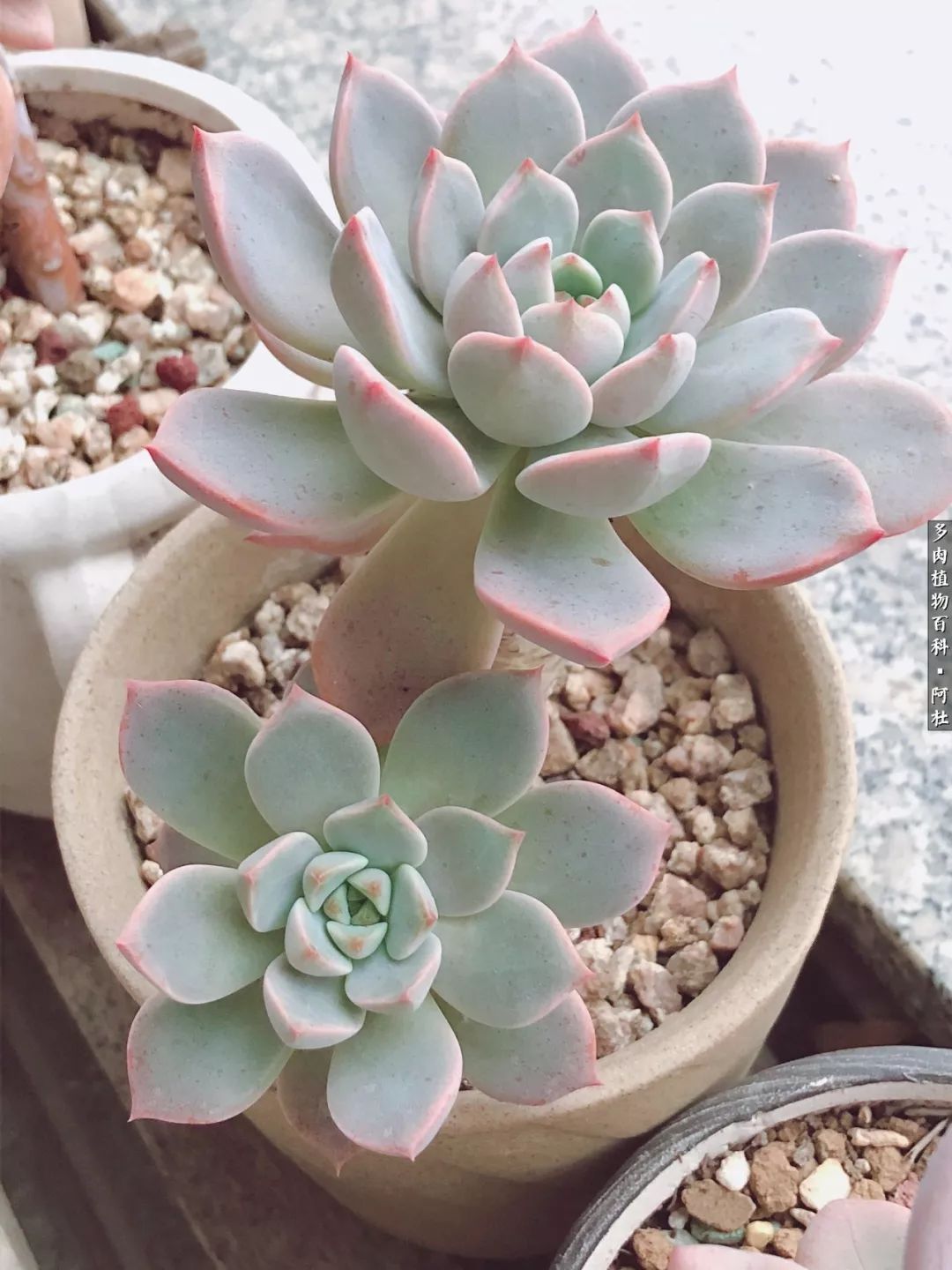 多肉有毒没毒,多肉有毒有毒