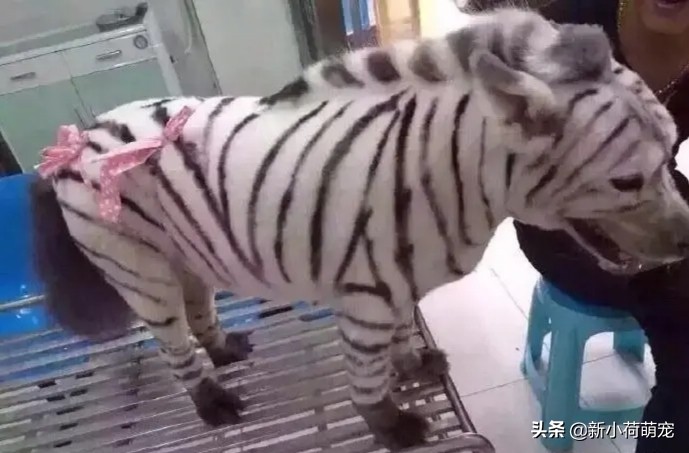 狗子理发后变成羊,狗子剃毛后成羊驼