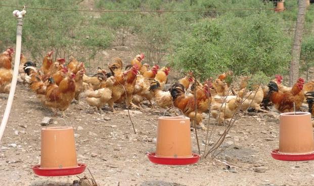 817肉鸡养殖,肉鸡养殖的优势