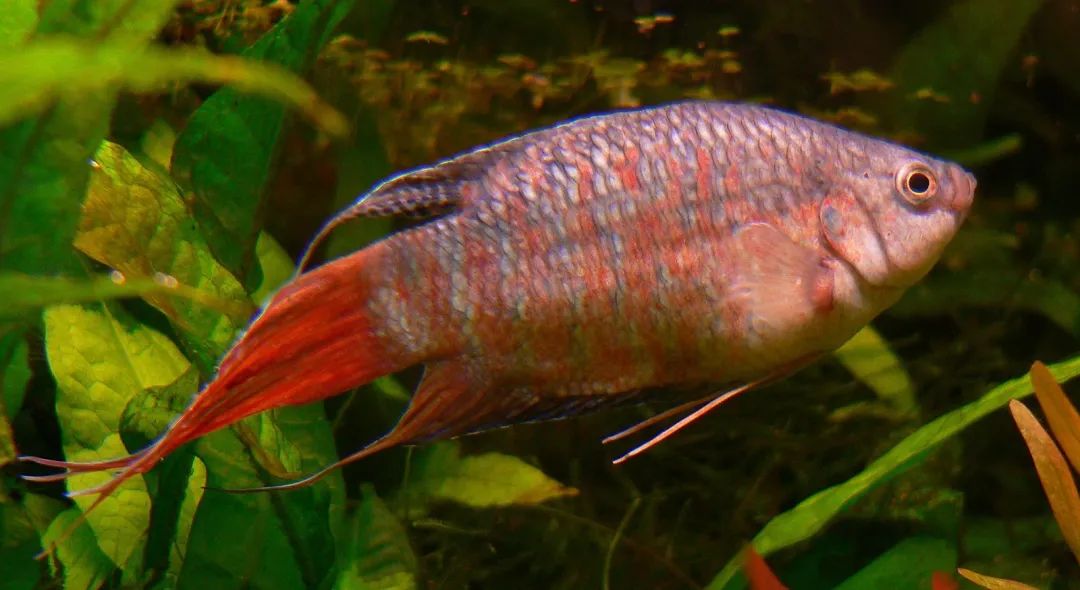 什么鱼生命力最强最好养,哪种鱼生命力最强比较好养