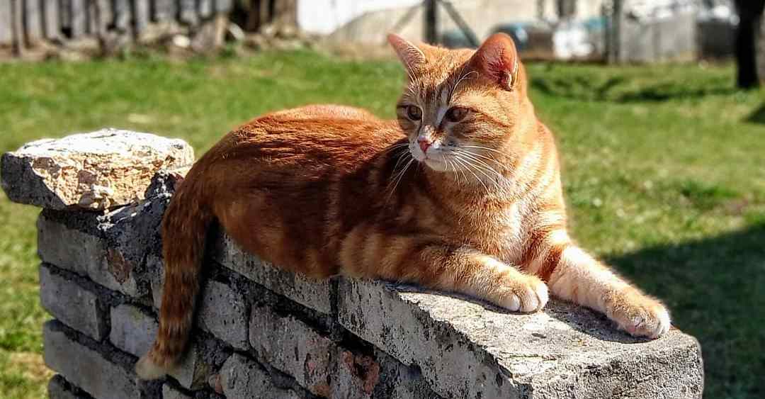 猫咪衣原体感染严重吗,猫咪衣原体感染一般多久可以治愈