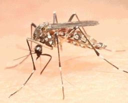 方形紫光灯灭蚊神器,新款灭蚊灯家用物理灭蚊神器