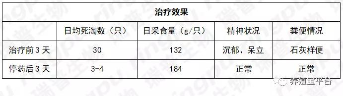 鸭霍乱怎么治疗最有效,鸭霍乱治疗最佳方法
