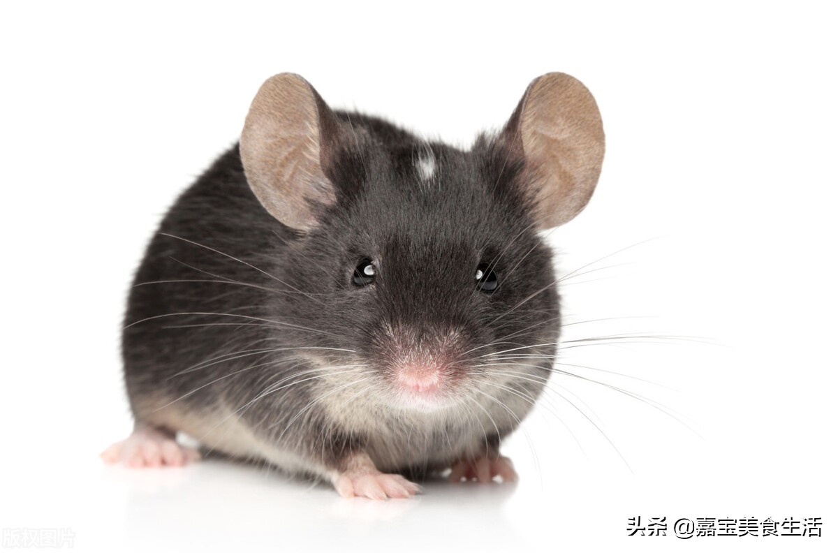 家鼠的做法,家鼠可以吃吗
