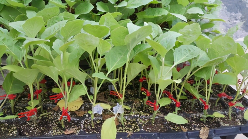 茄子长在树上腐烂了是什么毛病,茄子秧苗根腐病怎么治