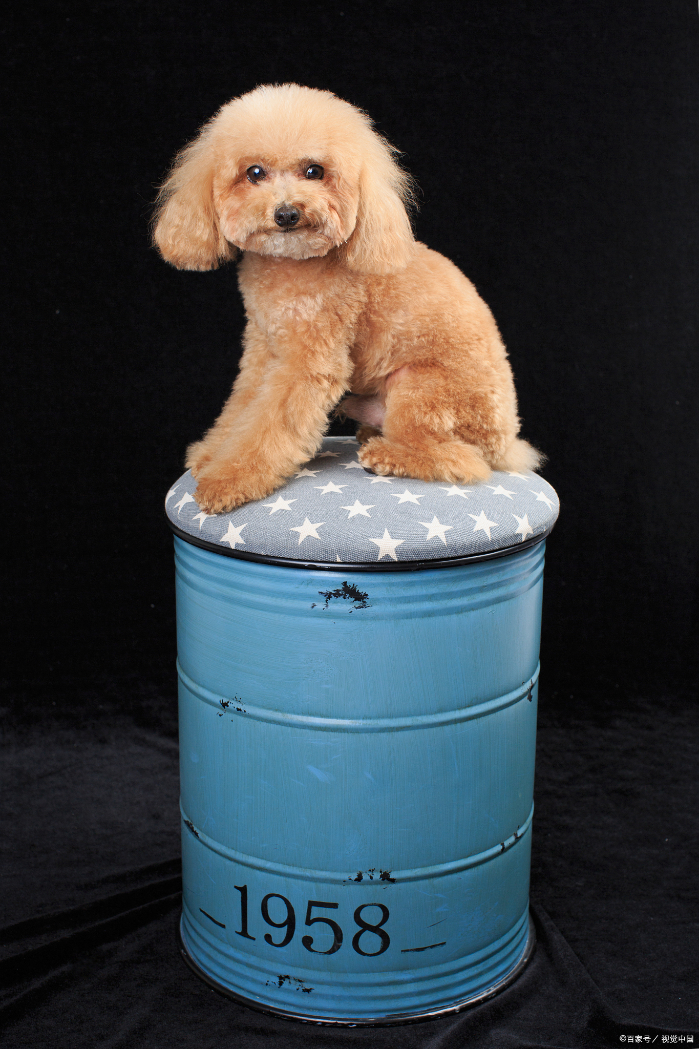 2个月的泰迪不爱动总睡觉正常吗,泰迪夏天没精神怎么回事