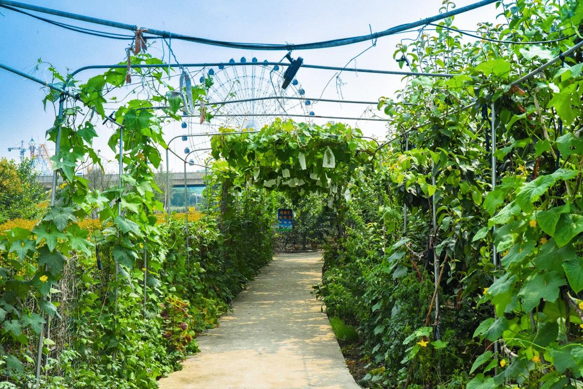 泰州秋雪湖端午节,泰州旅游秋雪湖