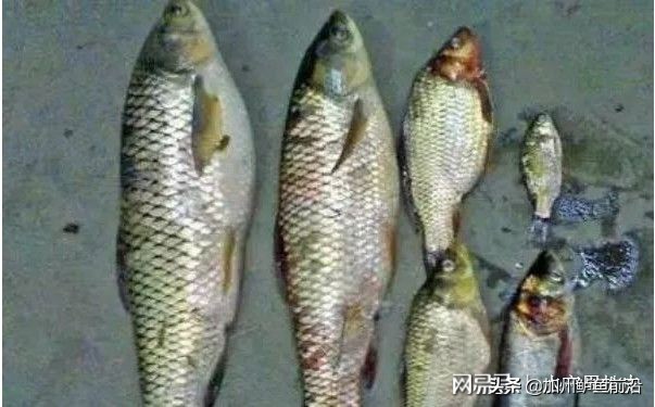 草鱼得了赤皮病怎么办,草鱼赤皮病用石灰可行吗