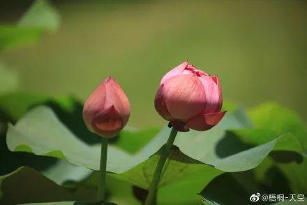 广州有荷花的地方,广州周边的荷花景点推荐