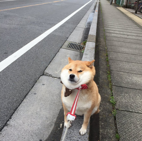 狗狗的性格一般是什么样的,各种狗狗的性格特点