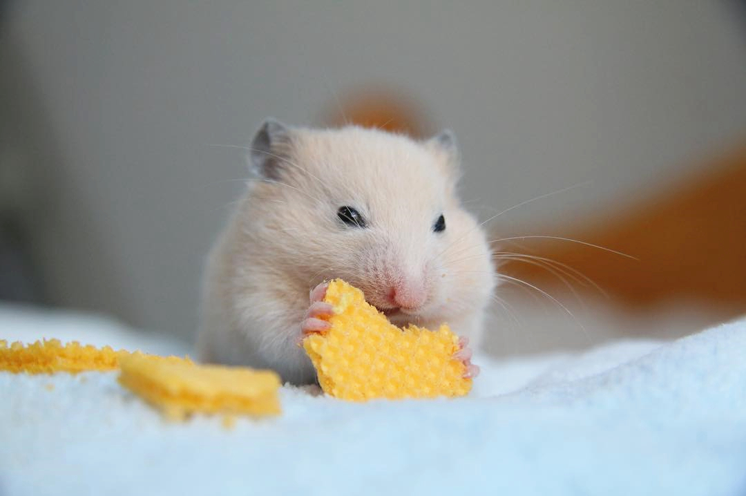 仓鼠银狐为什么不喜欢吃东西,银狐仓鼠喜欢吃什么零食