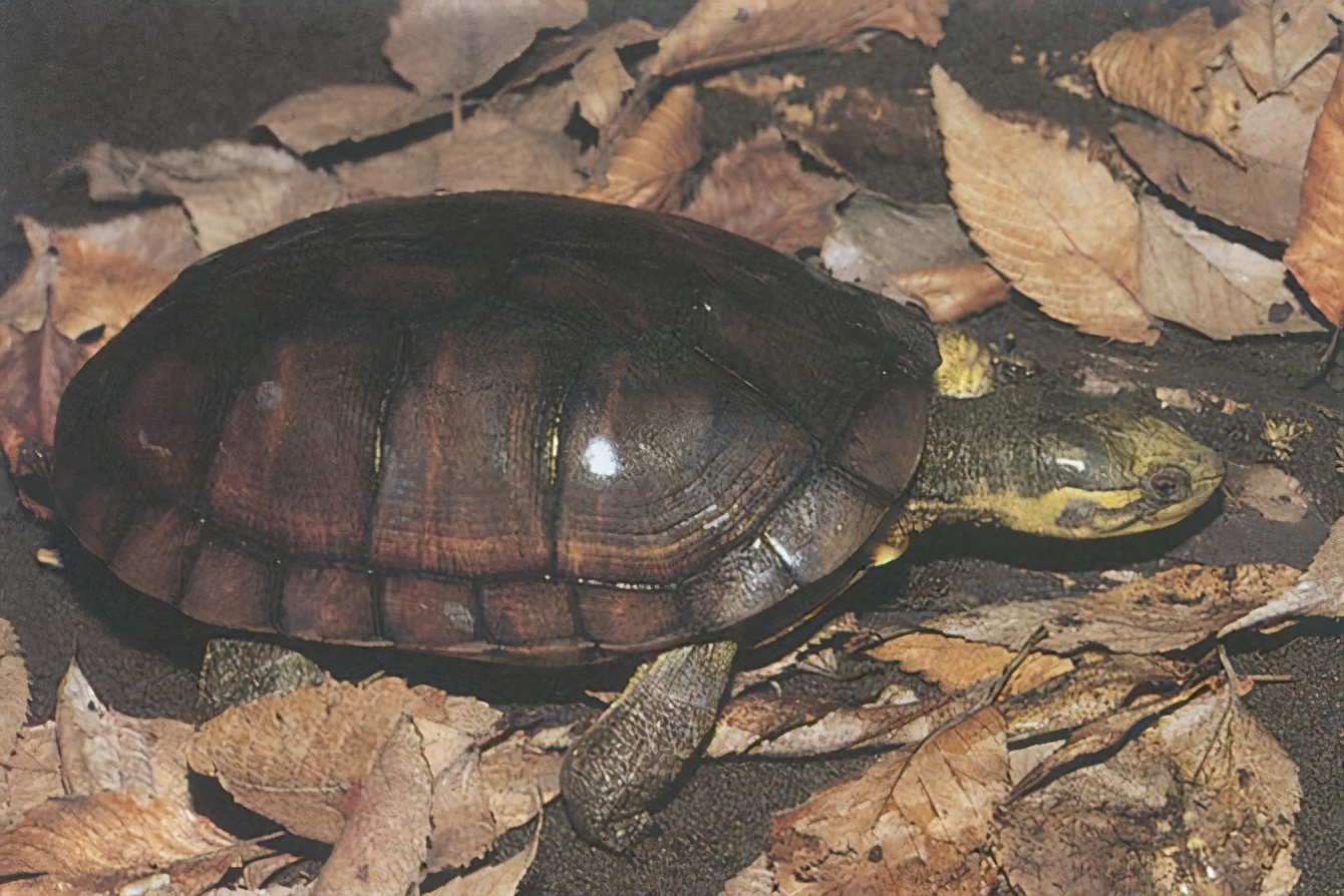 龟类大百科,大眼睛龟类